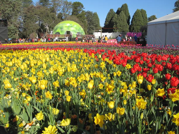 istock Canberra Flower Festival 2166677223