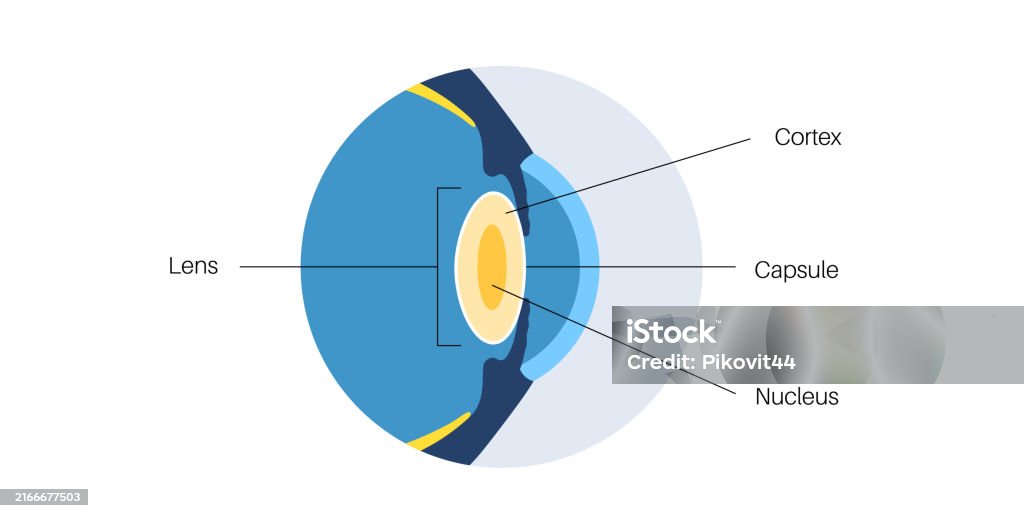 Cortex Capule Human Eye Lens Stock Illustration - Download Image Now - Anatomy ...