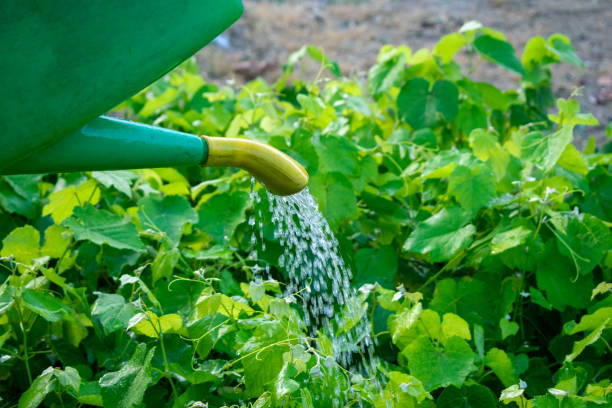 istock Watering Can Sprinkling Plants – Nurturing Growth with Care 2166678068