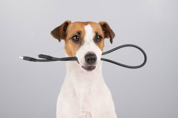 istock Dog jack russell terrier gnaws on a black usb wire on a white background. 2166678912