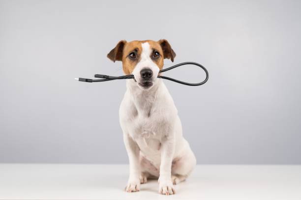 istock Dog jack russell terrier gnaws on a black usb wire on a white background. Copy space. 2166678971