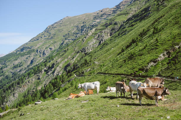 Piz Languard hike in Potresina, St Moritz