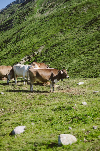 Piz Languard hike in Potresina, St Moritz