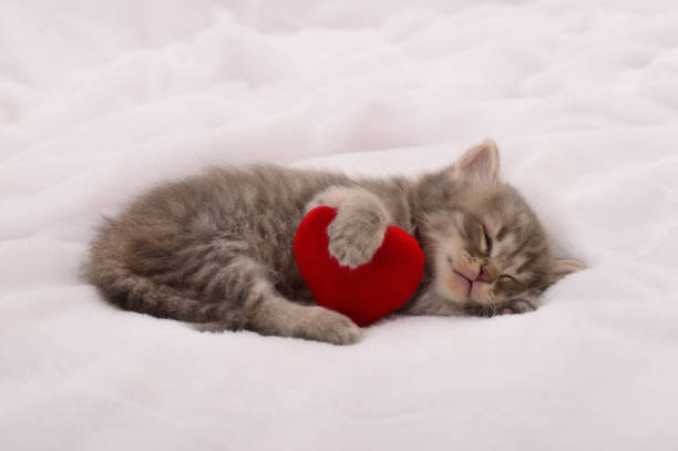 istock Kitten on blanket with valentine heart. 2166682825