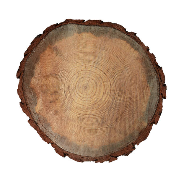 istock Slice Stump of Tree with Annual Rings. Isolated. File with Clipping Path. 2166683787