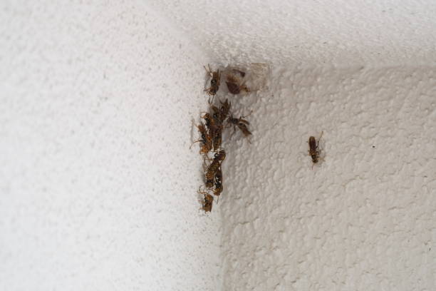 istock Paper wasps leaving the nest to congregate 2166685269