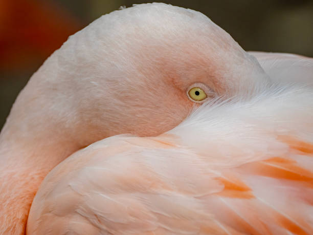 istock pink flamingo 2166685286