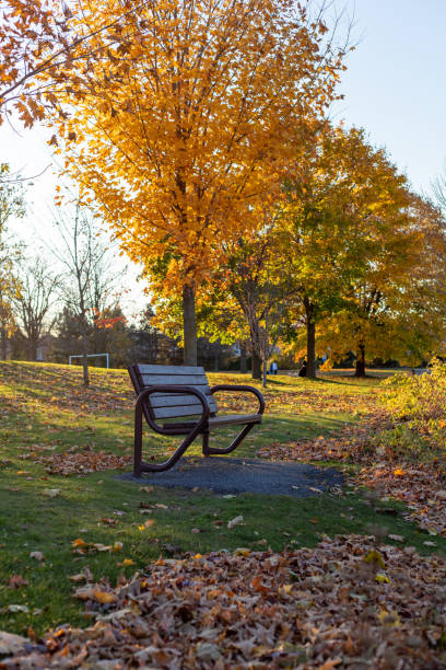 Wooden bench in the autumn park. Great season. Blurred background