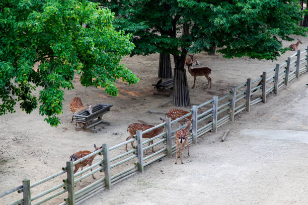 wildlife in the park