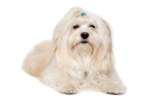 istock Sad Coton De Tulear dog resting on a clean white background 2166687266