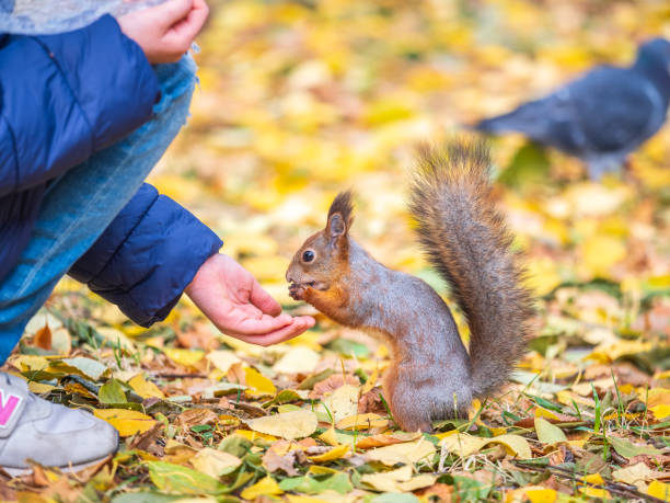 istock Girl feeds a squirrel with nuts in an autumn park. 2166689902