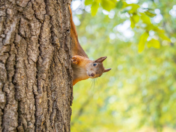 istock Portrait of a squirrel on a tree trunk 2166689995