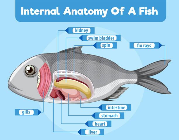 istock Detailed diagram of fish internal organs 2166690975
