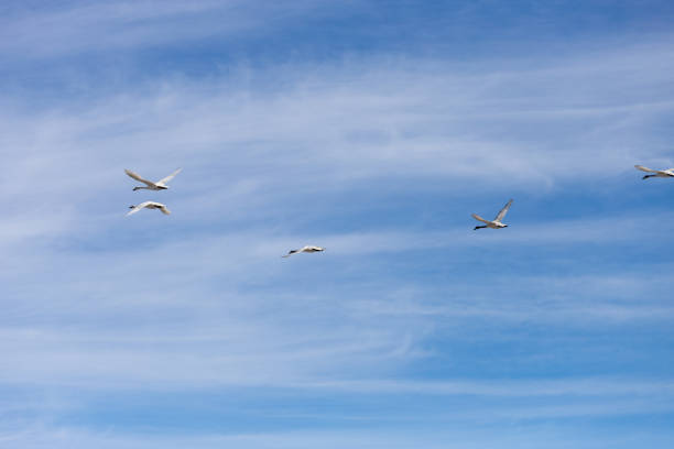 Swans formation flying migrated from the north in winter.