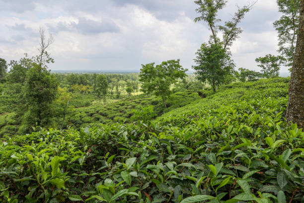 istock Tea garden with green forest and hills background. 2166692802