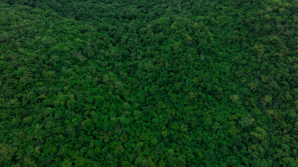 istock Aerial view of mixed forest, deciduous trees, greenery and waterfalls flowing through the forest. The rich natural ecosystem of rainforest concept is all about conservation and natural reforestation. 2166694790