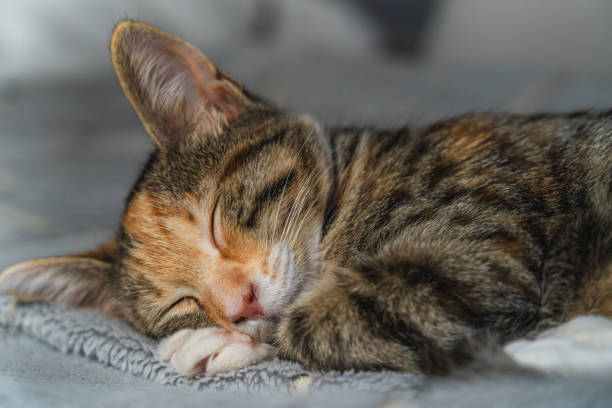 istock Tabby kitten sleeping soundly on soft surface close up, essence of tranquility 2166695025