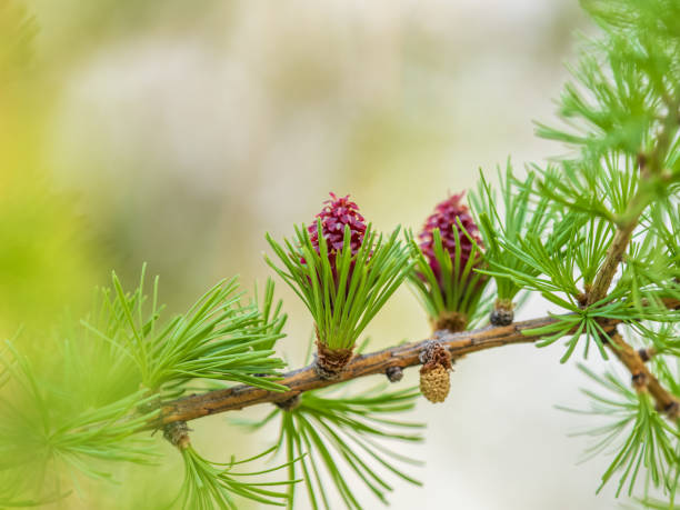 istock Larch tree fresh pink cones blossom at spring on nature background 2166695301