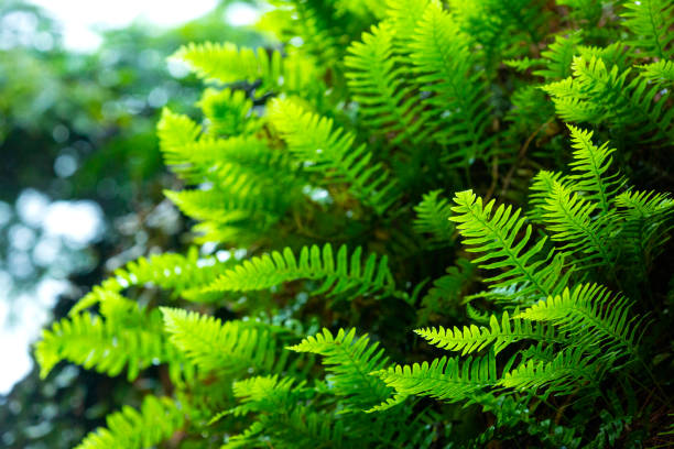 Rock polypody fern, Polypodium virginianum, on a boulder at Mud Pond in Sunapee, New Hampshire, in early summer.