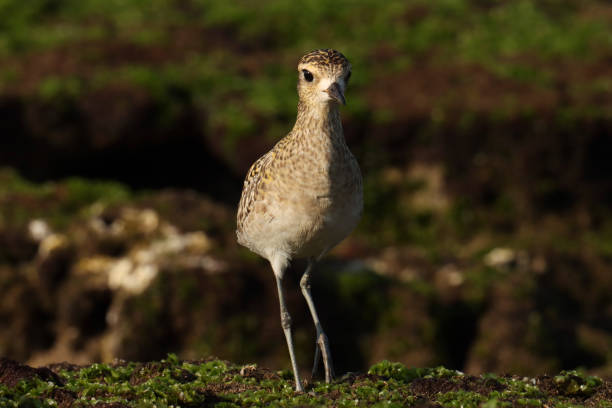 istock Pacific golden plover standing on rock. 2166695939