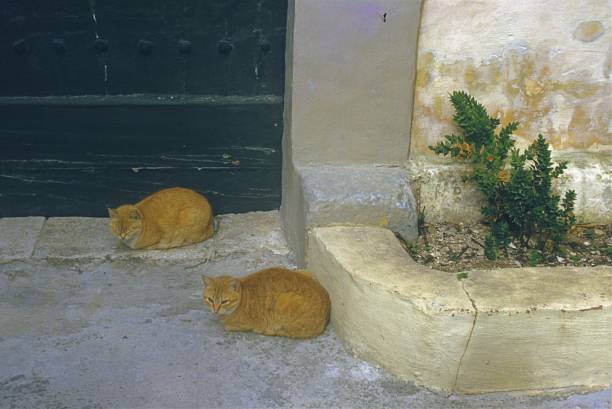 Malta, 1986. Two ginger cats sitting in front of a gate.