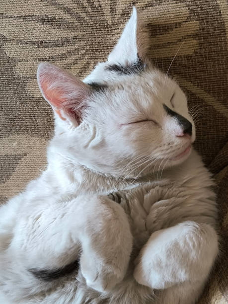 istock portrait of white domestic cat sleeping 2166698950