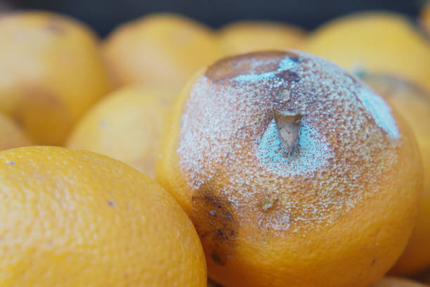 istock Rotten orange. Moldy orange on table 2166702011