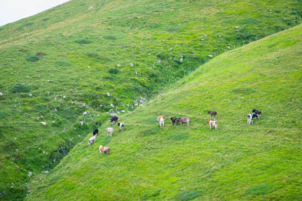 istock Cows in a green mountain pasture 2166702672