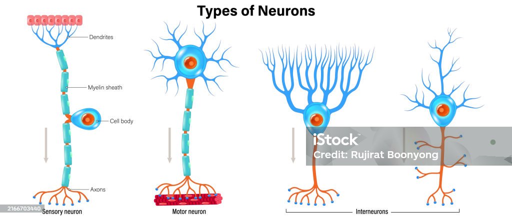 Neorune Types Types Of Neurons Vector Sensory Neuron Motor Neuron And Interneurons ...
