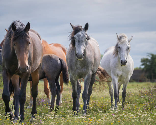 istock A lush flower meadow with horses. 2166703984