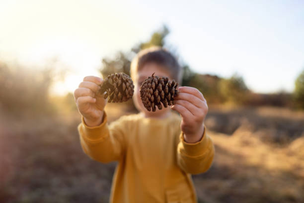 istock Little boy collecting pine cones in nature 2166705034