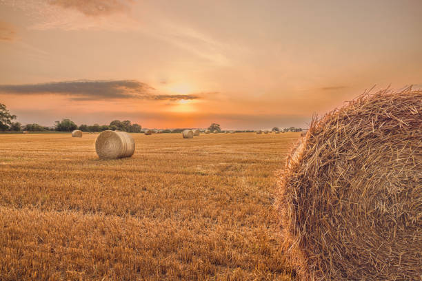 istock Golden Fields of Barley 2166710402