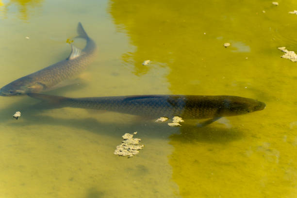 istock two fish swimming in a pond with a greenish tint 2166710822