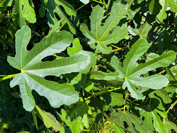 istock Large fig leaves in summer and illuminated by the sun. 2166710825