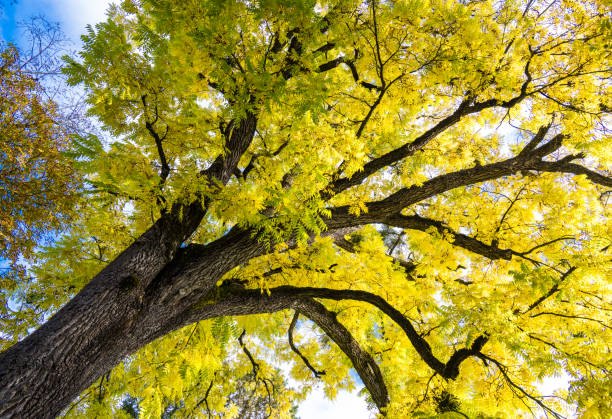 istock mighty deciduous tree with autumn leaves in bright yellow 2166711791