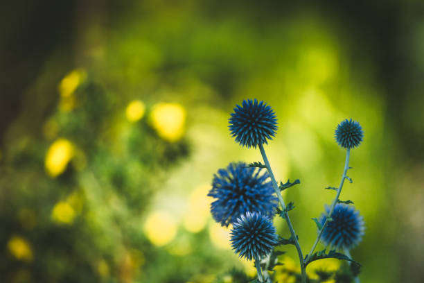 istock Garden summer theme - Globe thistle Echinops ritro amazing blue flowers Floral Pattern for Nature-Themed Decoration, Vibrant blue balls for Garden-Inspired Wallpaper or Desktop Background 2166711841