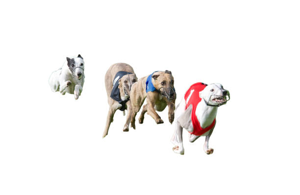 4 runnings greyhounds in a single line, in a race, isolated on white background.