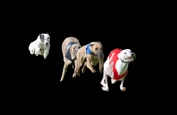 4 runnings greyhounds in a single line, in a race, isolated on black background.