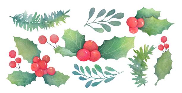 istock watercolor mistletoe and Christmas trees branch set. Hand painted floral elements collection 2166712329