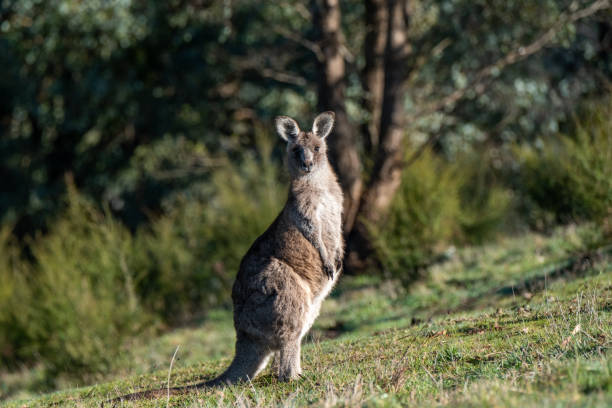 istock Eastern Grey Kangaroo in Australia 2166713061