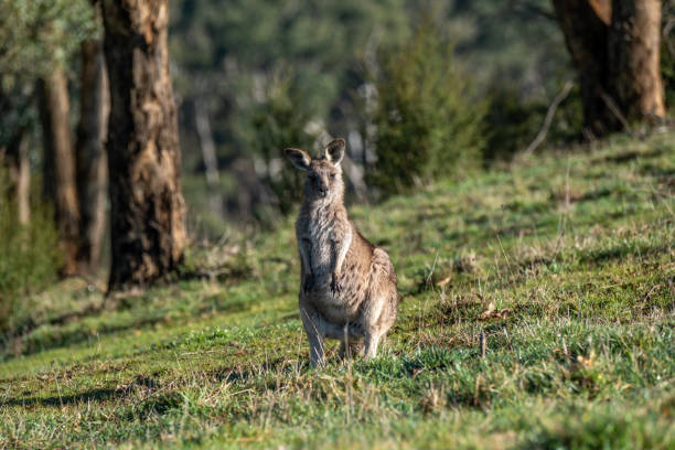 Eastern Grey Kangaroo in Australia