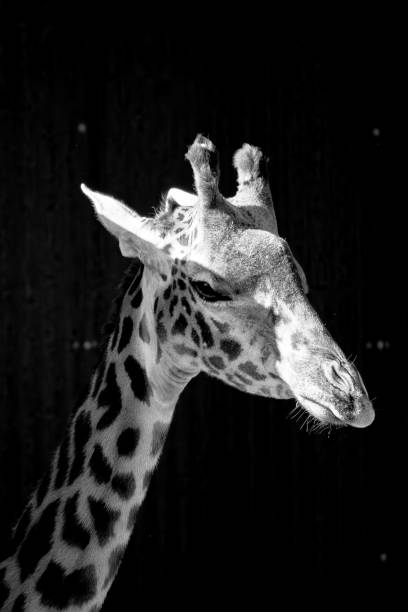 Closeup of a giraffe portrait Isolated on a White Background