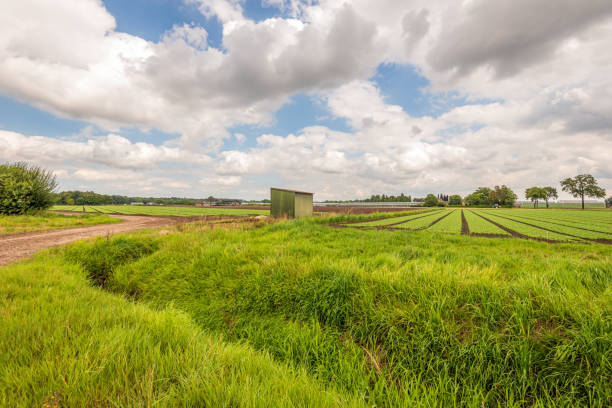 Open field horticultural area in the Dutch province of North Brabant. In the background are growing beds with spinach. It is a cloudy day in the summer season.