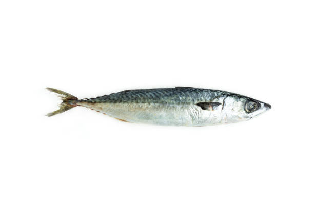 istock Mackerel fish isolated on white background, Seafood, Saba fish 2166716193
