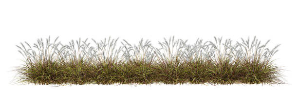 istock Nature prairie grass meadow horizontal row 3d rendering 2166716388