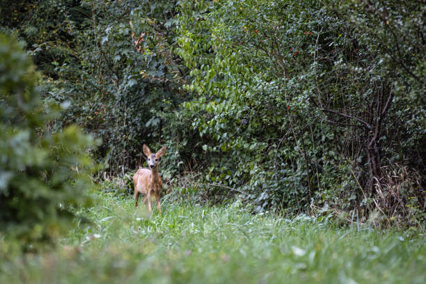 istock Baby gazelle in nature. 2166718769