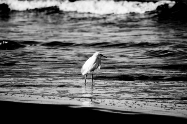 black and white photograph of heron on beach