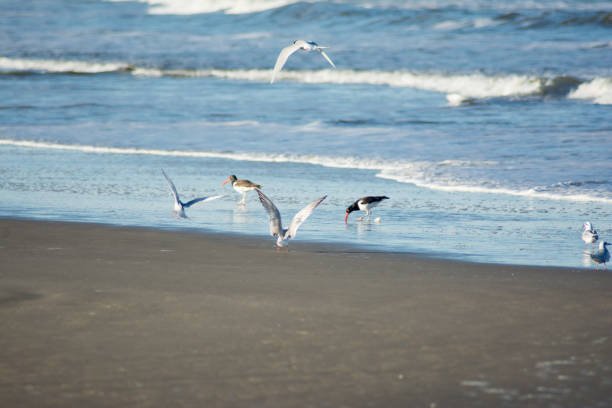 photograph of seagulls flying