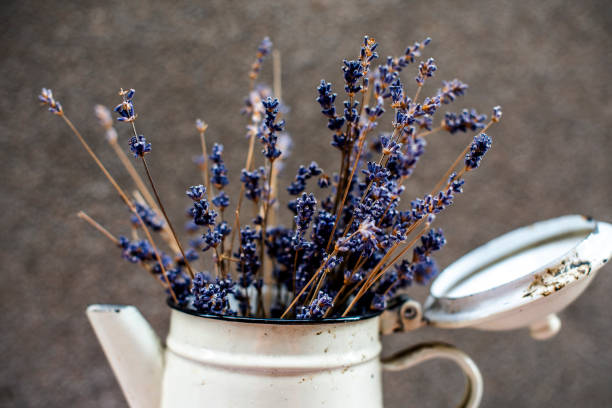 small tin vase with dried lavender on a white enamelled iron teapot in Madrid in Spain