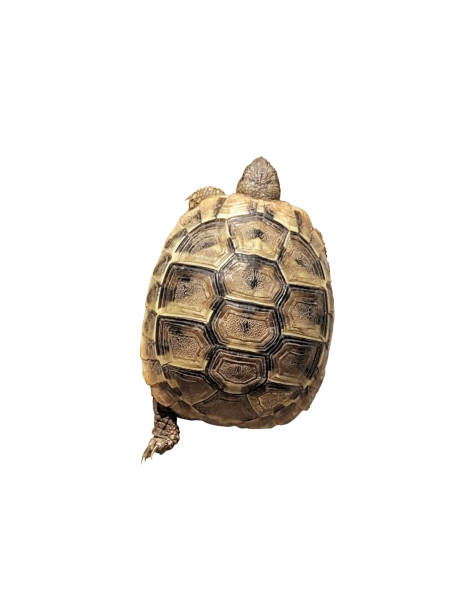istock Running brown turtle top view isolated 2166722338